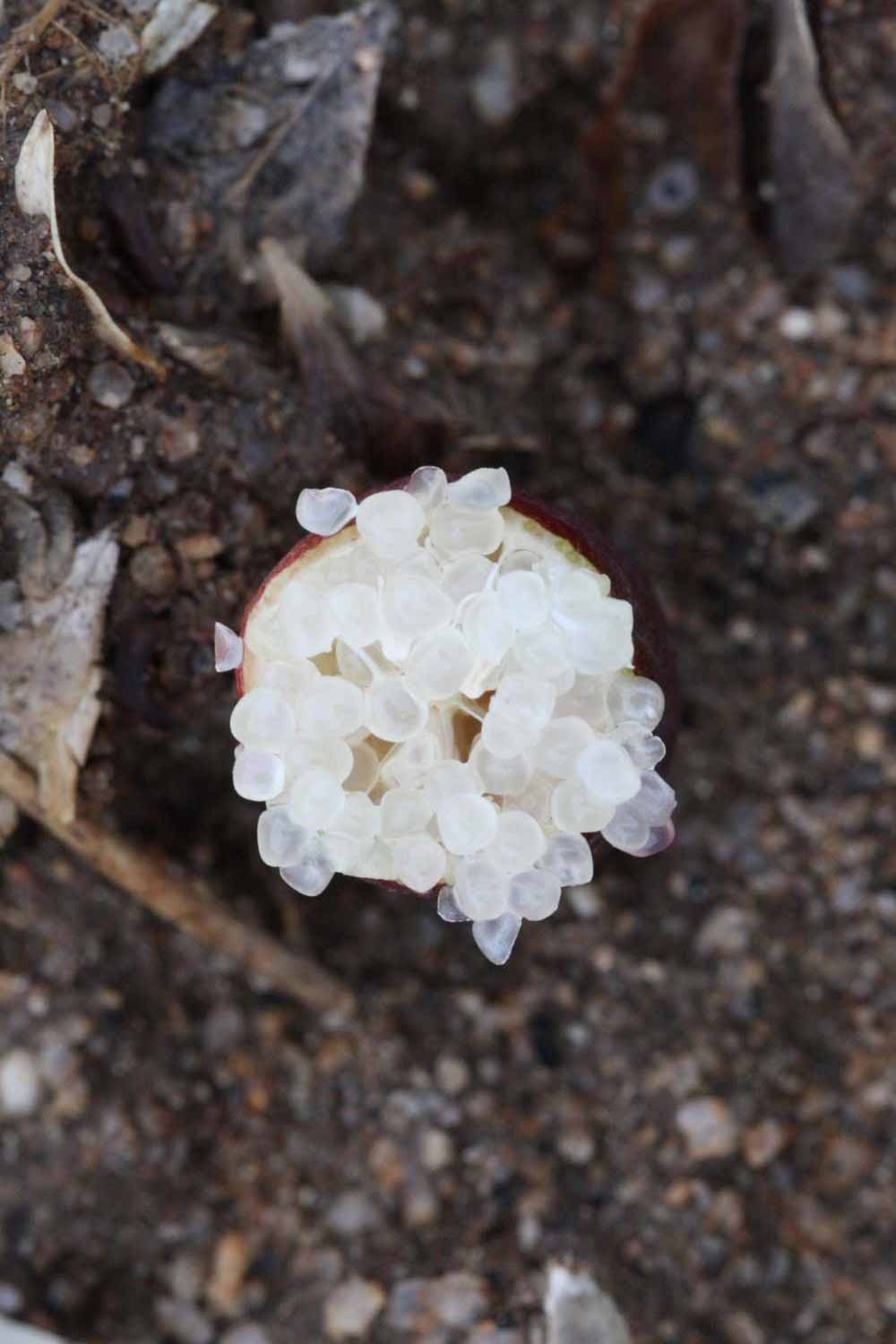             Fruit cross-section of  Microcitrus australasica          (Riverside, CA)       